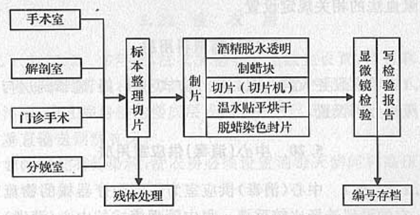 图2  病理科功能关系