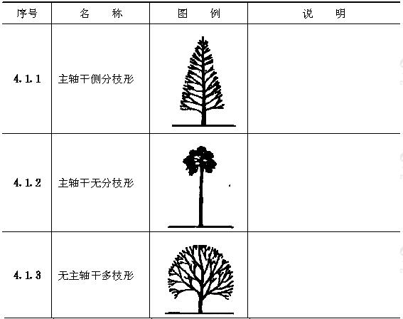 枝干形态