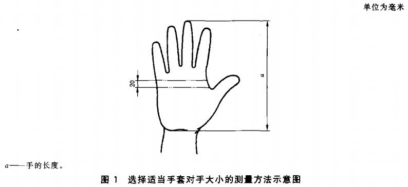 图1 选择适当手套对手大小的测量方法示意图